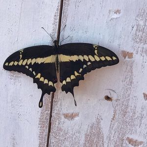 Meet your Posher, Jms etailer